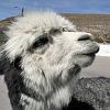 Smiling Alpaca